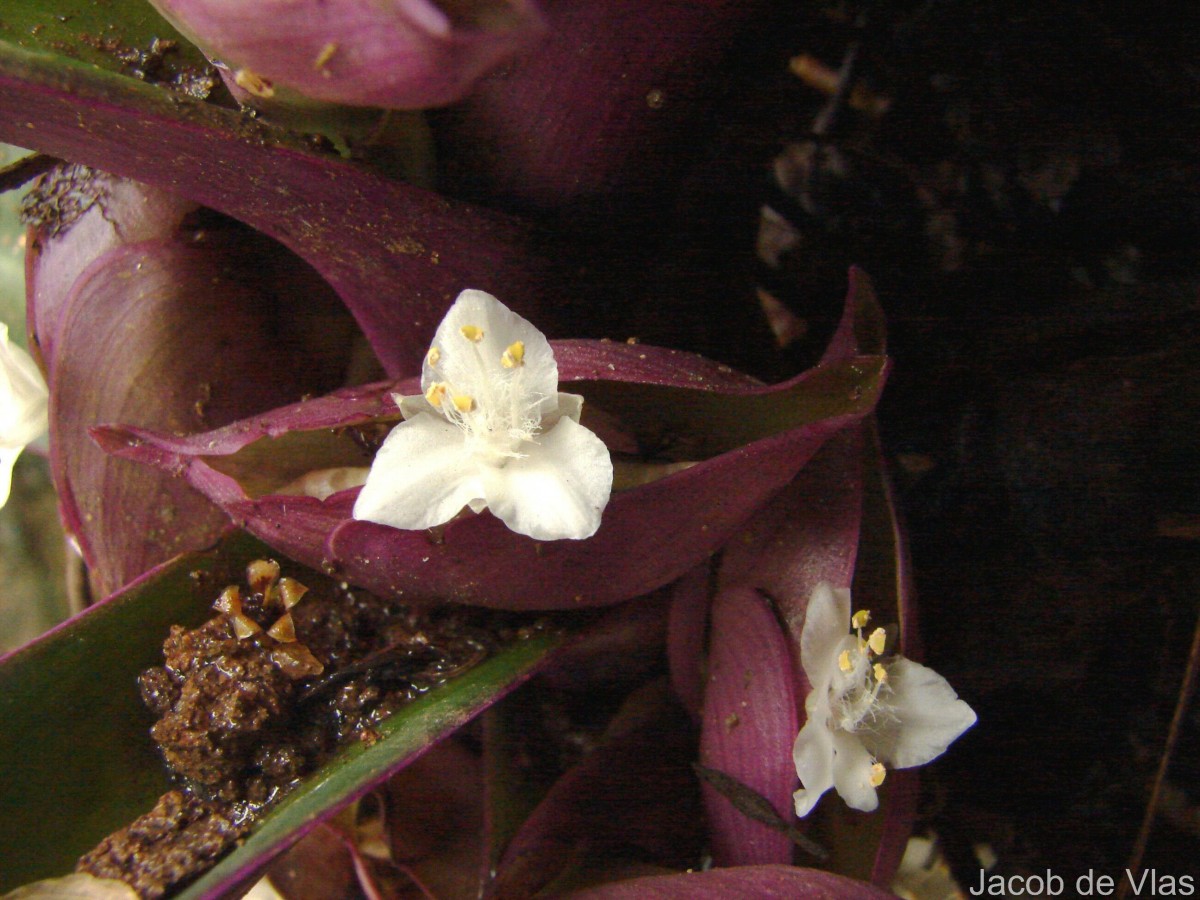 Tradescantia pallida (Rose) D.R.Hunt